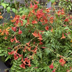 🩷SUPER HEALTHY,Lush & FULL, pot Of SPARKY  Bells,”Attract To HUMMINGBIRDS 🩷