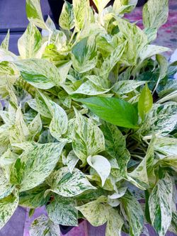 Plants (4”pot🌿Snow queen pothos $10 each)