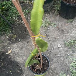 Planta De Pitaya