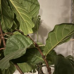 Fiddle Fig Tree15ft