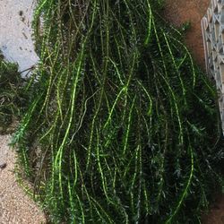 Freshwater Plants For Tanks And Ponds 