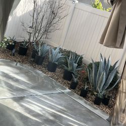 American agave succulents