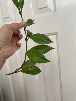 Hoya sunrise plant CUTTING