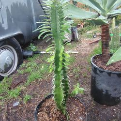 Euphorbia Cactus Succulent Plant