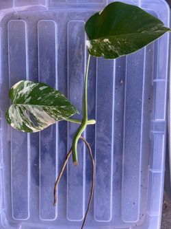 Monstera Albo variegated