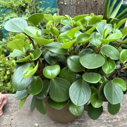 Peperromia Tailandésa Plants Indoor $30 More Plants Different Prices