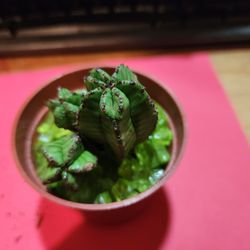 PLANT SALE ALL This Week. DM FOR INFO  SAN LORENZO