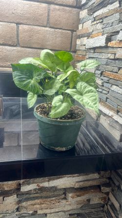 Syngonium White Butterfly/Holly