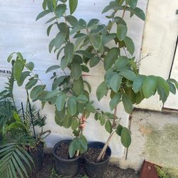 Arbolitos De Guayaba Color Blanca Y Rosa 