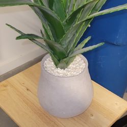 Realistic Cactus Plant With Stone Ceramic Pot And Pebbles 