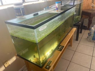 55 gallon tank