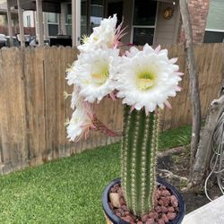 Sungoddess  Cactus 