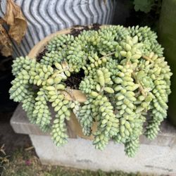 Sedum burrito In Pot