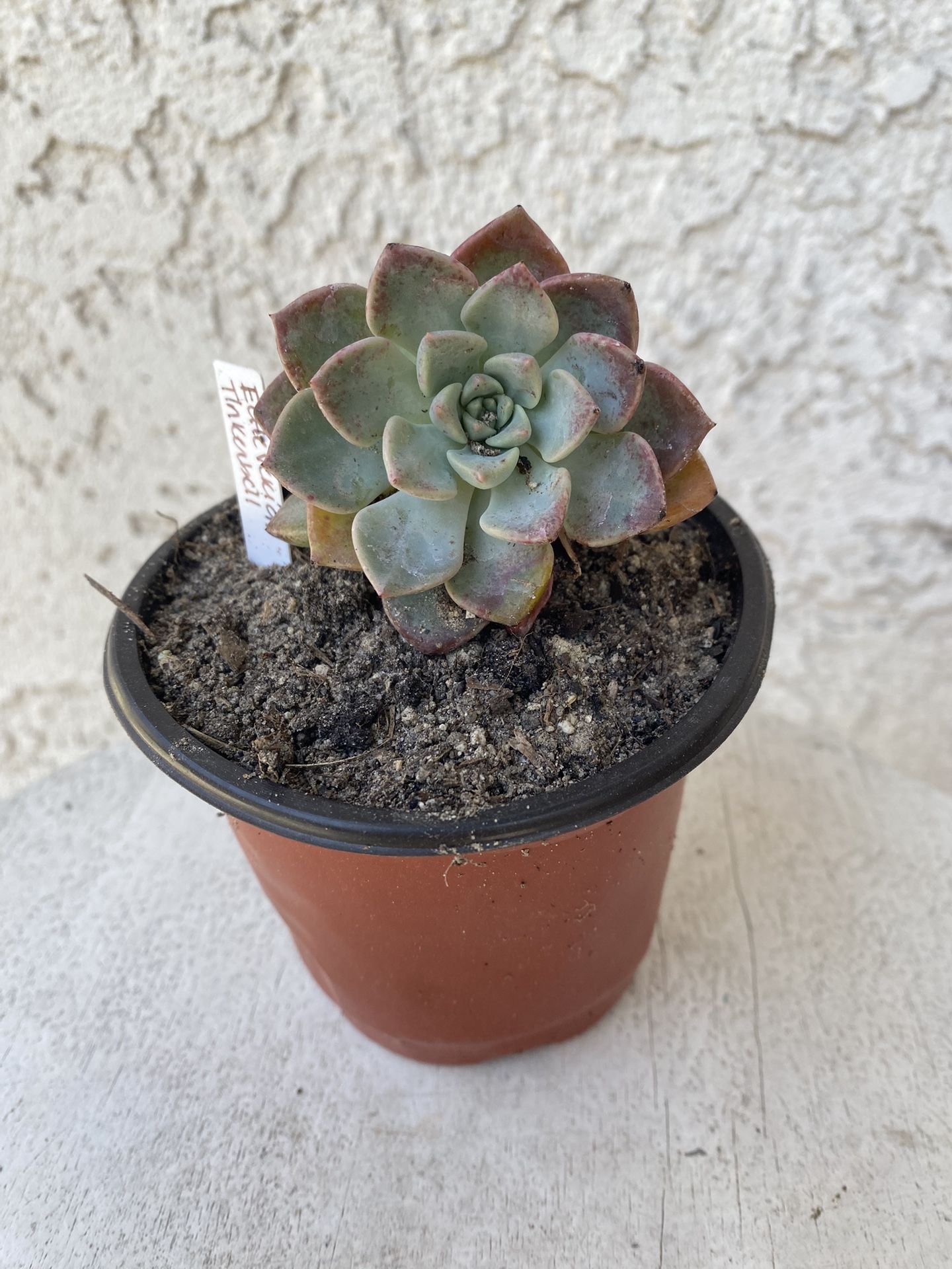 4 Inch Pot Succulent Plant - Rare Echeveria Tinkerbell - Rooted & Stablished - Beautiful Color 🪴- Drought Resistant