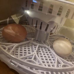 Egg Incubator 