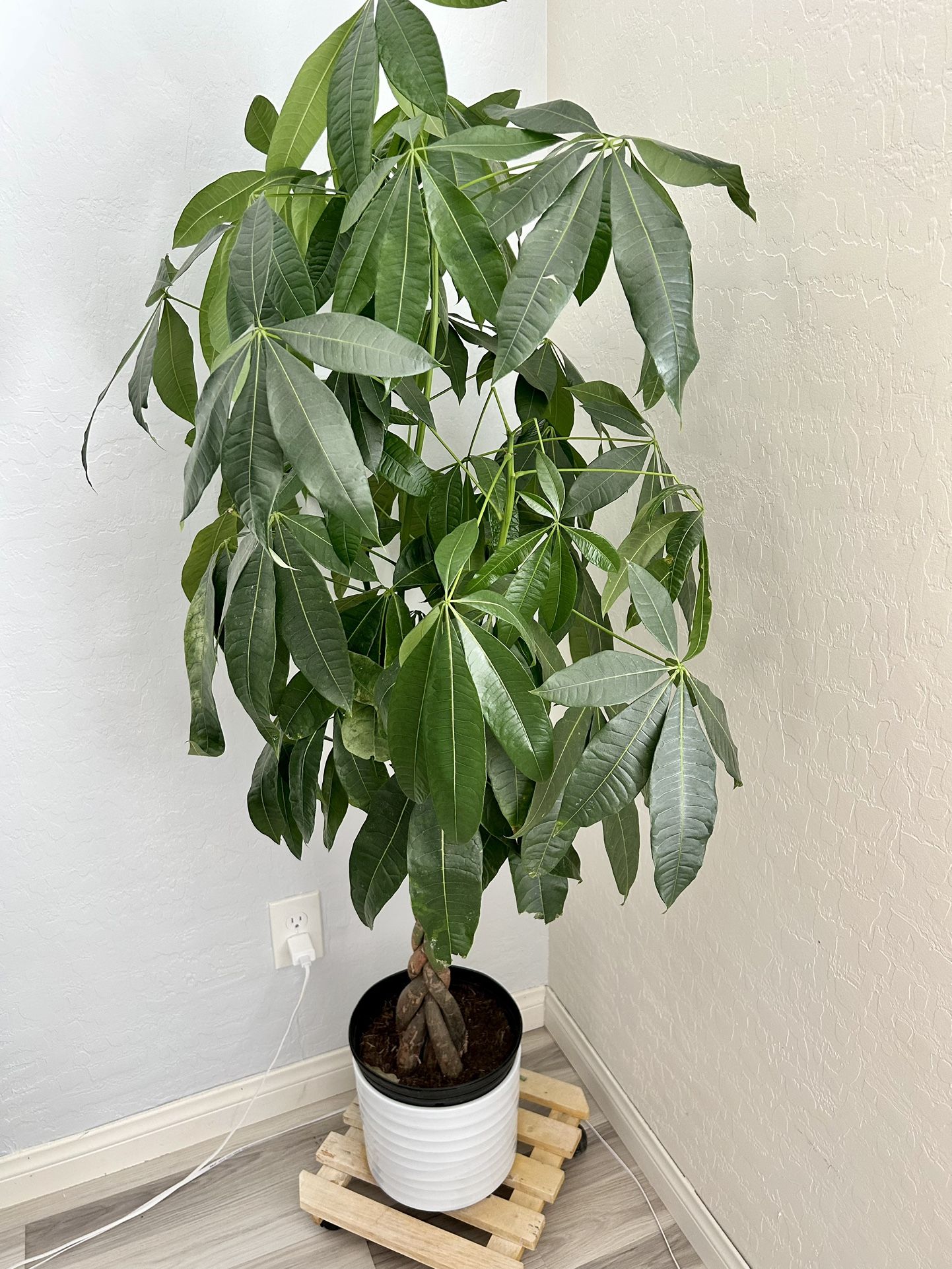 Huge Money Tree