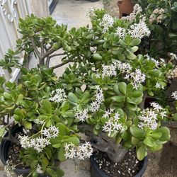 Large jade plants