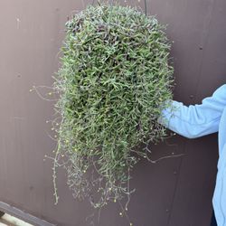 Huge Ruby Necklace Succulent In 10” Pot 