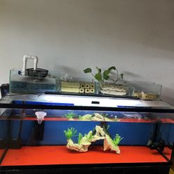 Fish Tank 60 Gal 