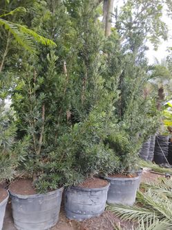 Podocarpus hedges 45gl 10-12ft $250