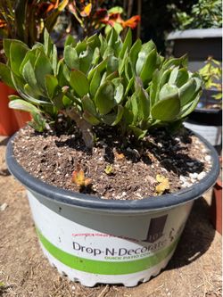 Succulent Drop in rooted. Trade for other succulent or plant