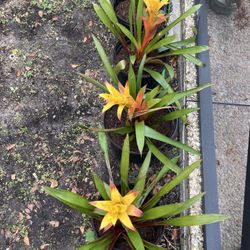 Bromeliads   And Succulents   Women  Day Plan 