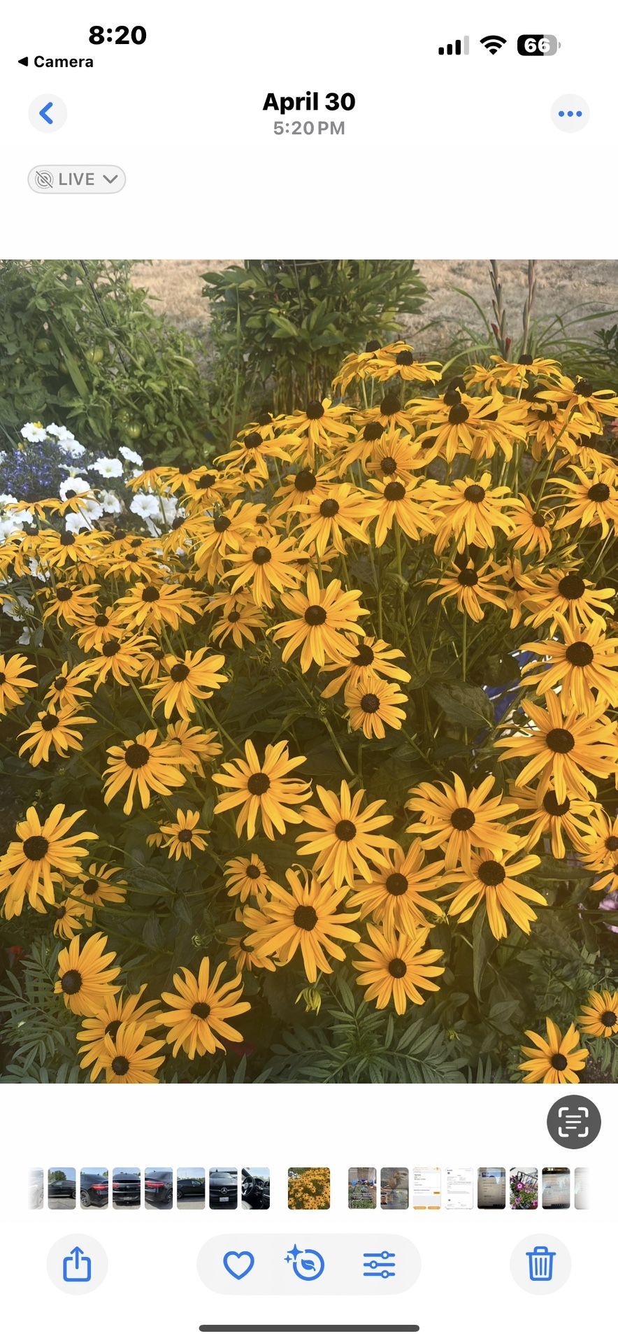 Black Eyed Susan Plant About To Bloom In Pots Semiannual