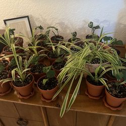 PLANT SALE! Adanson’s Monstera And Spider Plant Starts 