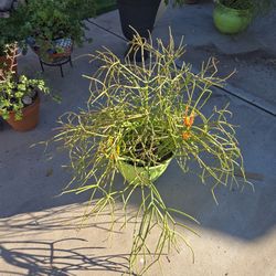 Firestick Plants In 10in Plastic Pot