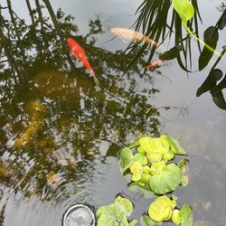 Comets /Goldfish 