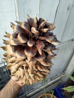 Pine Cones $$$$
