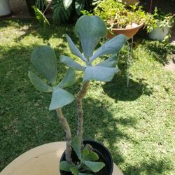Potted Jade Plant
