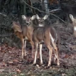 Hunting Pants With Hunting Backpack Full Gear