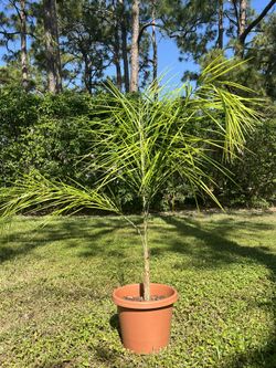 Royal Palms, likely Roystonea regia 