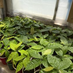 Cacao Plants 