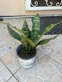 Snake plant
