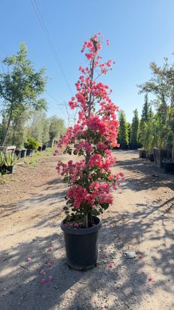 Bugambilia / Bougainvilla