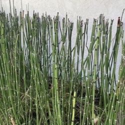 1 Gallon Pot - Horsetail Plant Equisetum - Mini Bamboo - About 10 Reeds Each 1 Gallon Pot Ranging from 12” to 40” tall. Rooted & Established 🪴