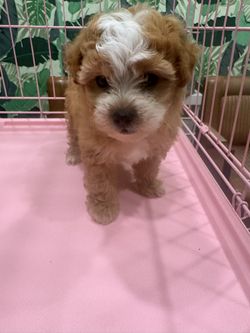 Maltipoo