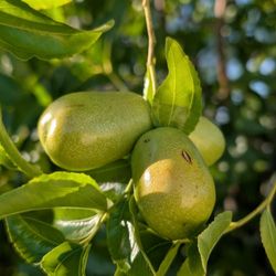   Fruit Tree Mature Jujube Lang Variety