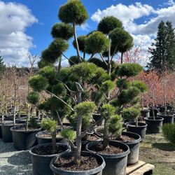 Pom Pom Pine For Sale