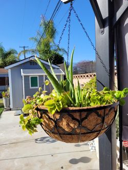 Hanging Planter