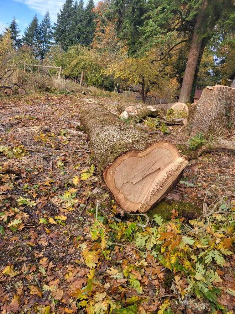 White Oak For Milling/Sale