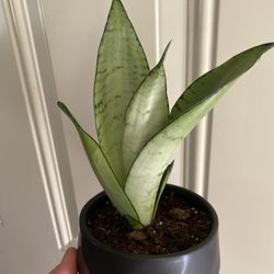 Sansevieria Night Owl With Ceramic Pot