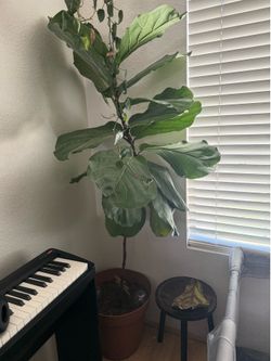 Live fiddle leaf fig house plant