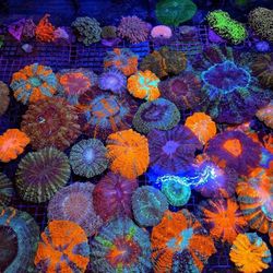 🔥CORALS DECORATIONS FOR MARINE TANK OVER 500 CORALS IN STOCK PICK-UP - DELIVERY  - SHIP