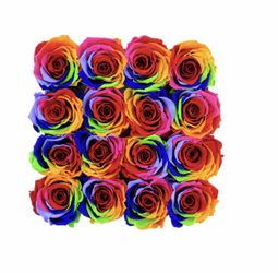Roses rainbow, rosas