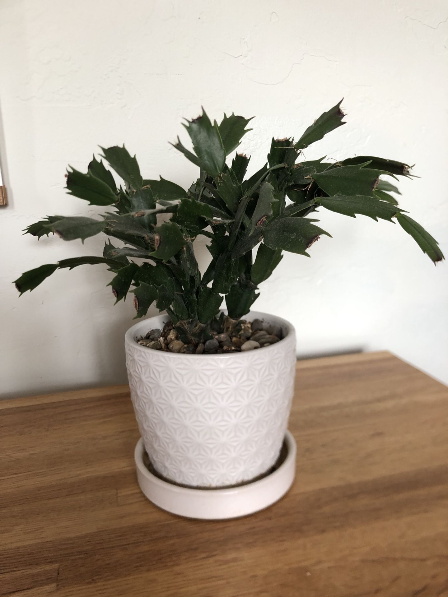 Christmas Cactus In Small Ceramic Pot- Red With White Bloom