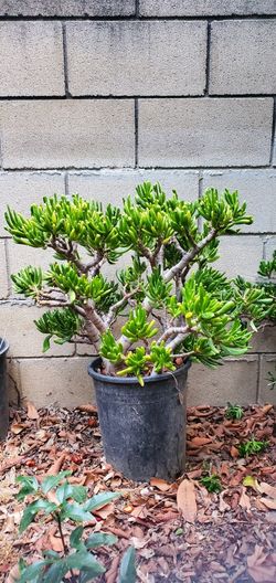 30 Inches Tall Crassula Ovata 'Gollum' Jade Plant