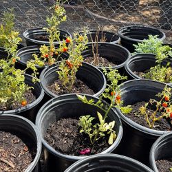 Tomatoes Cherry Plant 